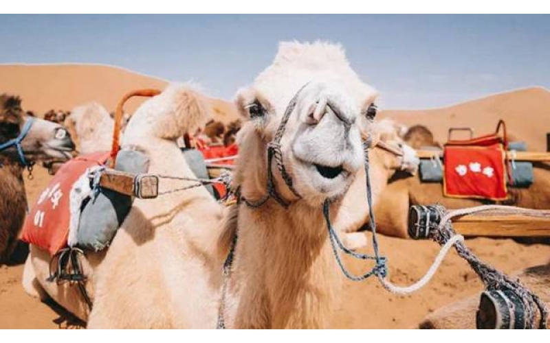 100元骑骆驼体验一圈鸣沙山，上千头骆驼挤骆驼会是怎样的风景